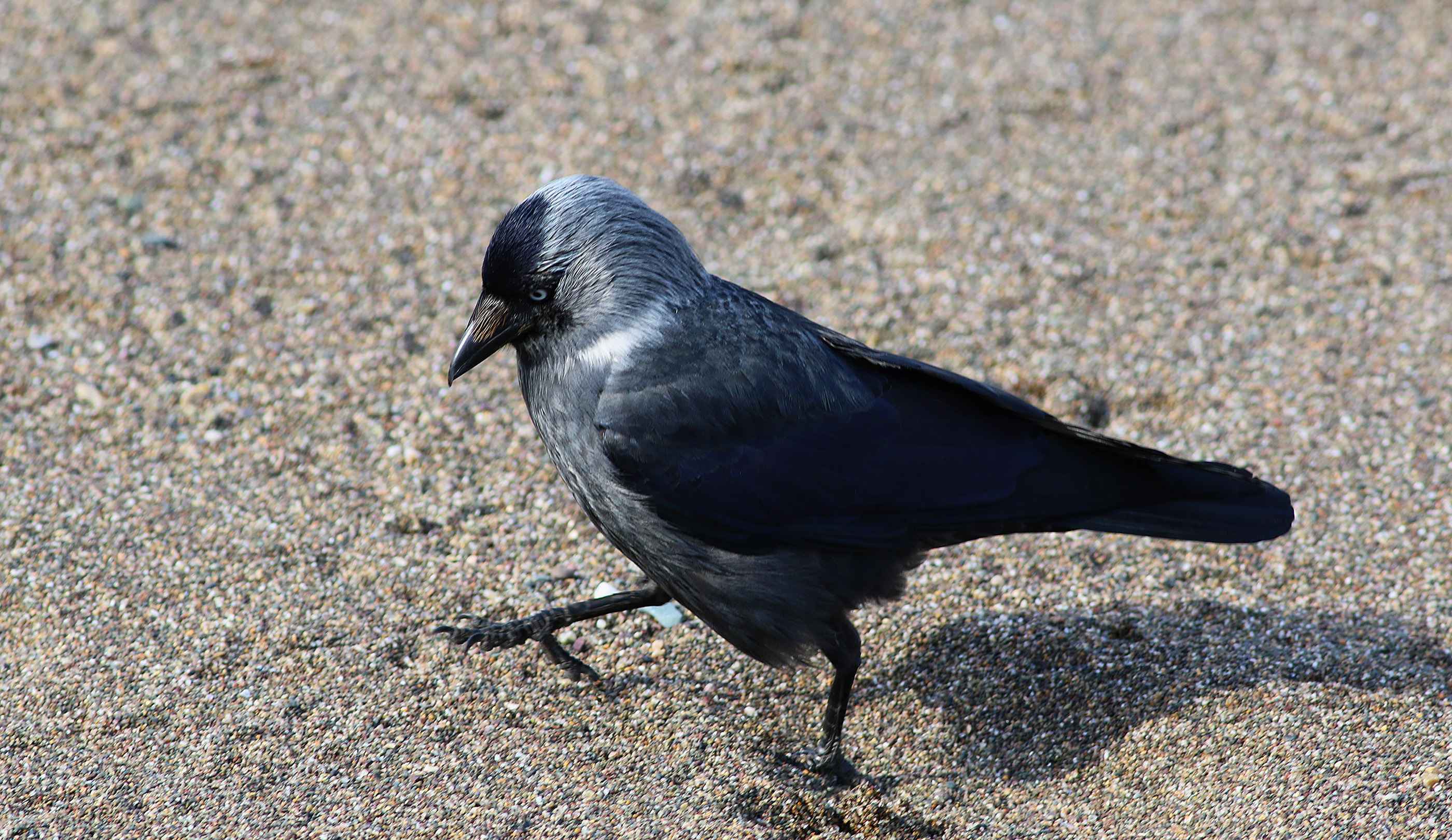 Eurasian Jackdaw